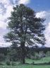 Ponderosa Pine3